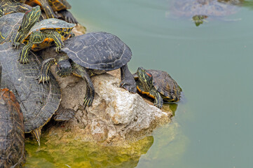 red-eared turtles basking in the sun