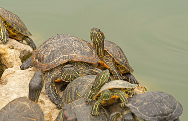 red-eared turtles basking in the sun