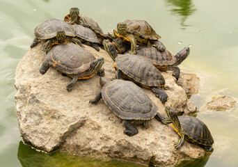 red-eared turtles basking in the sun