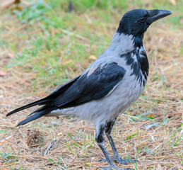 Fototapeta premium a big and beautiful gray and black crow