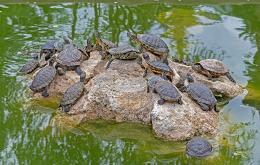 Fototapeta na wymiar red-eared turtles basking in the sun