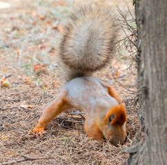 Red cute squirrel with long ears