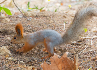 Red cute squirrel with long ears