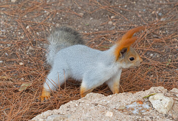 Red cute squirrel with long ears