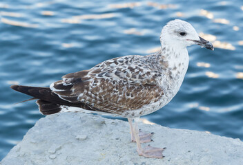 portrait of sea gull