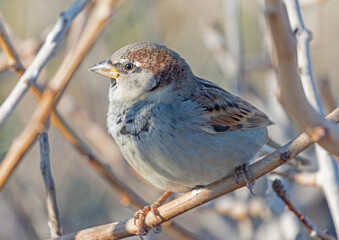 portrait of a large beautiful sparrow