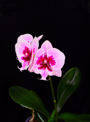 Naklejka na ściany i meble Pink phalaenopsis orchid with stem and leaves on a black background, cultivar Aladdin, selective focus, vertical orientation.