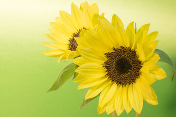 A bright and energetic image of sunflower flowers taken indoors 