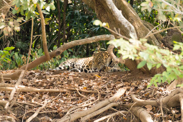 Jaguar from Pantanal, Brazil