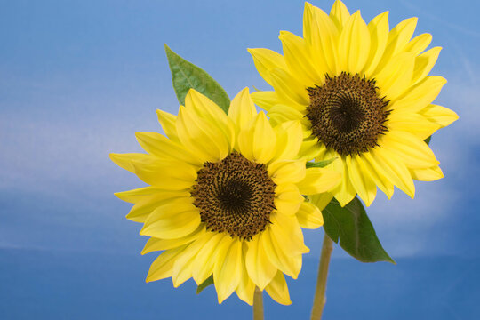 A bright and energetic image of sunflower flowers taken indoors 