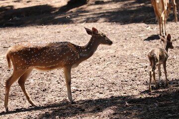 : Chital Deer or Spotted Deer is known in Bangladesh.
