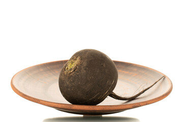 One ripe organic black radish on a plate of clay, close-up, isolated on white.