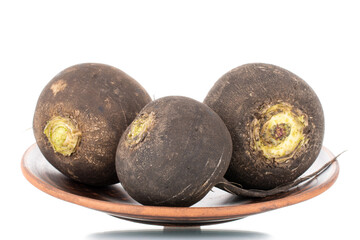 Three ripe organic black radishes on a plate of clay, close-up, isolated on white.
