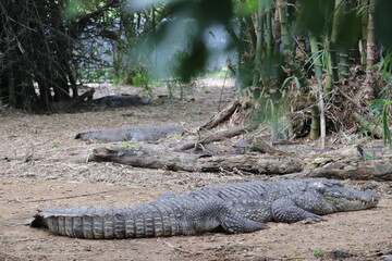  Crocodile's are staying at jungle.