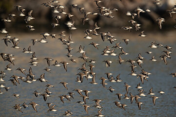 Flock of Dunlins and little stints flying at Tubli bay, Bahrain