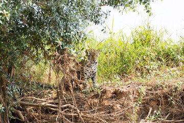 Obraz premium Jaguar from Pantanal, Brazil