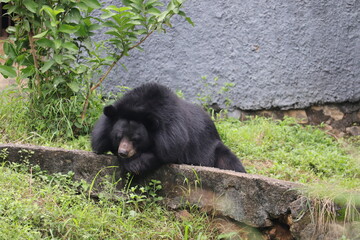 Cute Black Bear at the Indian zoo.