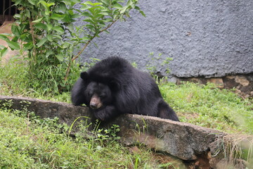 Cute Black Bear is sitting on the wall.