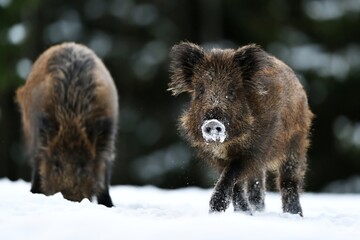 Wild boars in the winter forest searching for a food under the snow