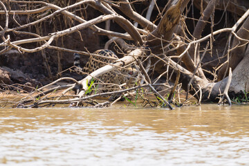 Jaguar from Pantanal, Brazil