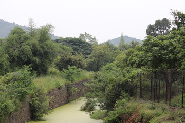 Fototapeta premium Dense bushes in the zoo.