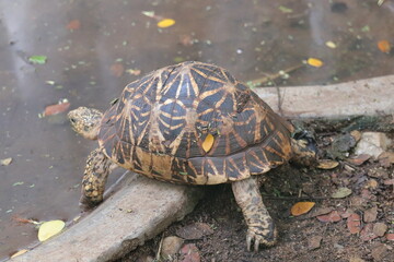 Endangered Indian Star Tortoise at zoo.
