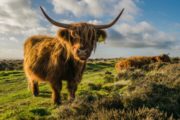 Close up photo of a Highland cattle under the sun at a meadow in Yorkshire England