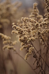 Naklejka premium Goldenrod dried flowers on autumn wild meadow, bokeh space for text, solidago wild plants on bokeh meadow background, vertical.