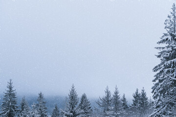 Winter Landschaft mit Schneetreiben. Fichte am rechten Rand.