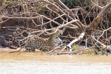 Jaguar from Pantanal, Brazil