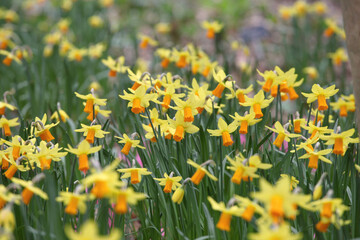 Obraz na płótnie Canvas Pretty yellow and orange 'Narcissus' daffodil 'Jetfire' in flower