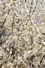 Floral background of blooming fruit trees forming a pattern