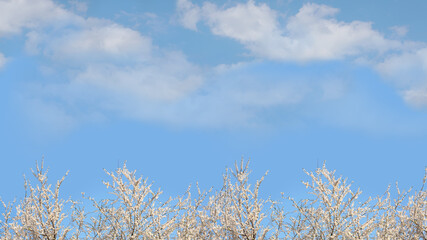Snow white bloom of spring fruit branches