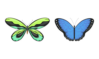 Tropical Butterfly with Brightly Coloured Wings Vector Set