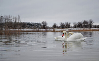 swans on the lake