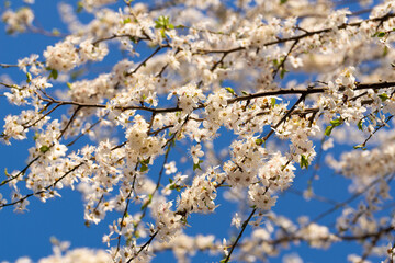 Snow white bloom of spring fruit branches