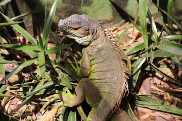 Green Iguana at a Indian zoo