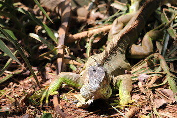 Green Iguana is a Amazing Animal in India