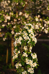 Spring floral background with blossoming pear tree
