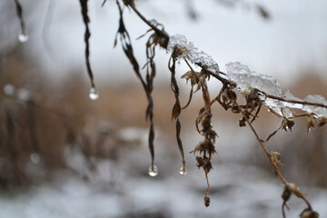 branches covered with snow