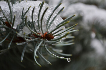 frost on branches of pine