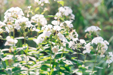 Garden phlox (Phlox paniculata), bright summer flowers. Blooming branches of phlox in the garden on a sunny day. Soft blurred selective focus.	