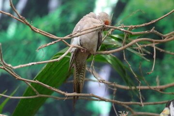 : India's cute cockatiel birds.: India's cute cockatiel birds.