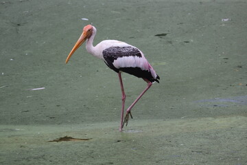 Large Species of Stork Birds Found in India.
