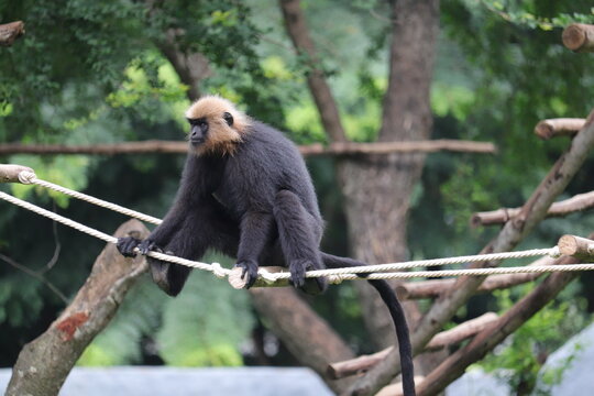 Large tailed Colobines monkey is hanging on rope at zoo