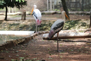 Long Leg's Bird Crane at a South Indian zoo