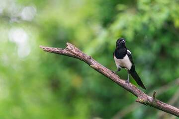 The Eurasian magpie or common magpie (Pica pica)
