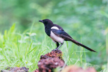 The Eurasian magpie or common magpie (Pica pica)
