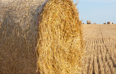 Straw rolls on the field.