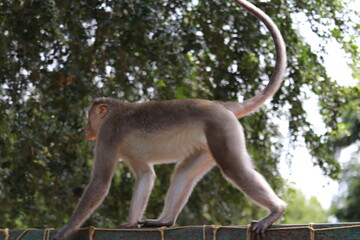  Monkey movements over high walls.